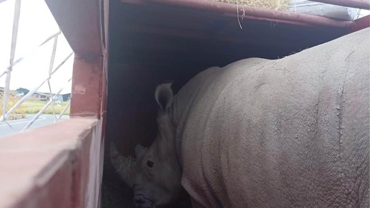 rinoceronte importado desde Chile