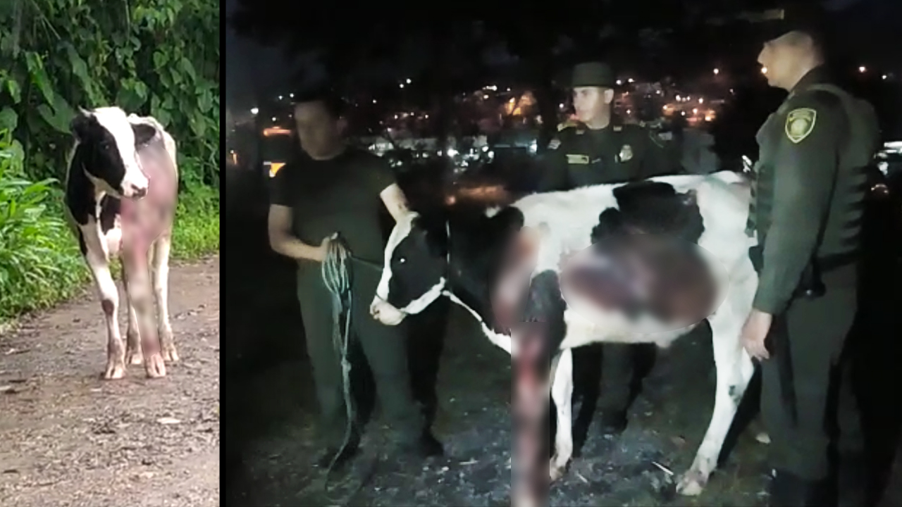 [Video] Un salvaje amarró a una vaca para halarla desde un carro en movimiento