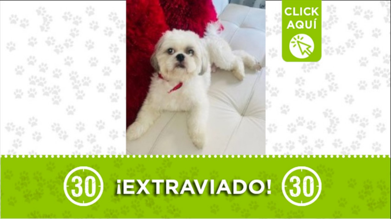 “Ángel” se perdió en el barrio Caicedo