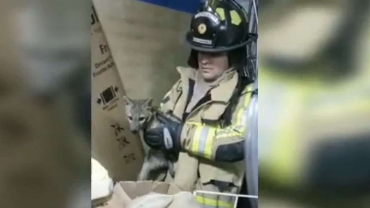 bomberos rescataron zorro estaba casa