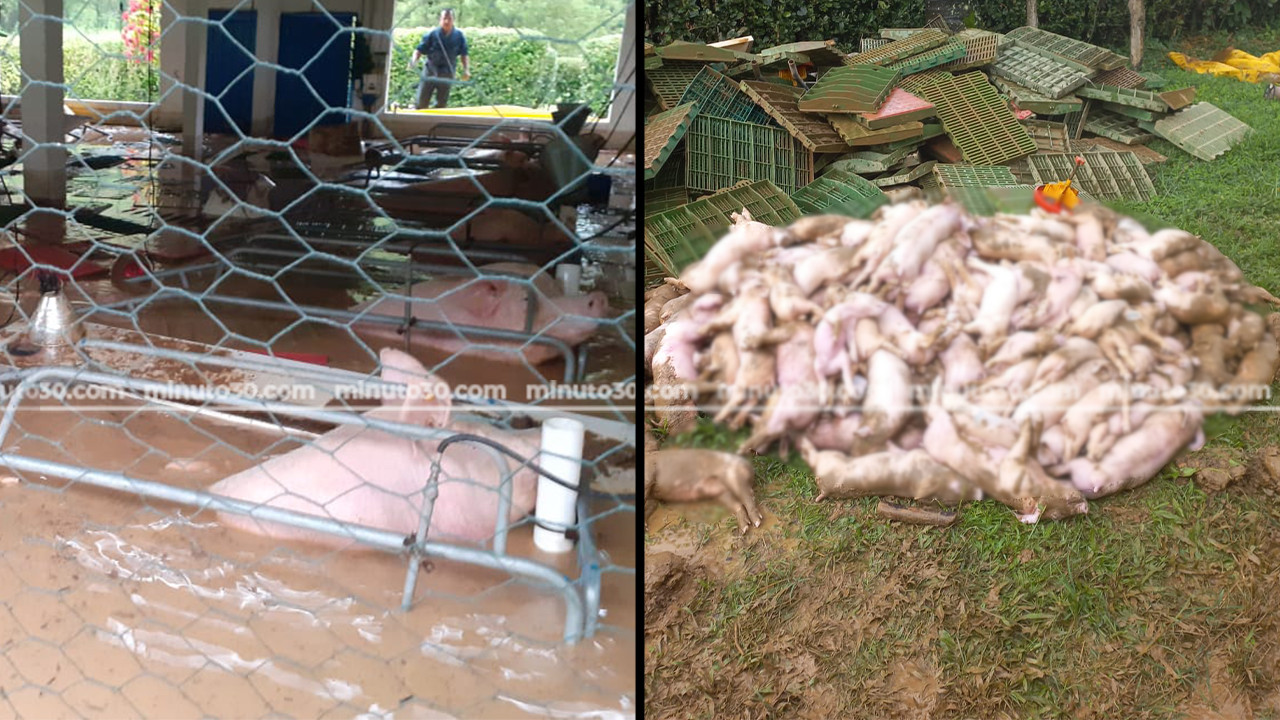 ¡Qué pesar! 480 marranos murieron ahogados por inundación en Betania, Antioquia