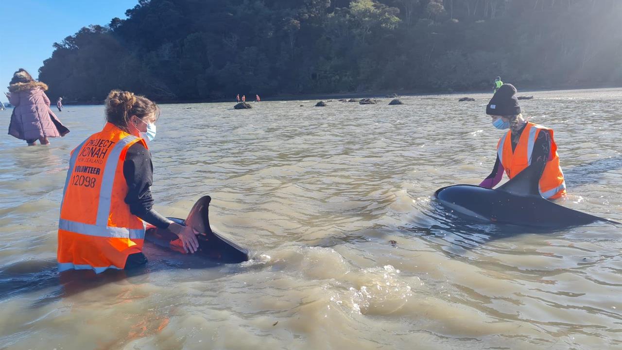 Hallaron 110 delfines de río muertos en la Amazonía brasileña