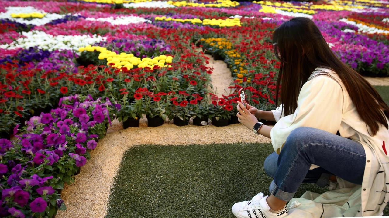 Una mujer fue registrada al tomarle una fotografía al tapete de flores creado por el centro comercial Santafé, para adornar el lugar durante la Feria de las Flores, en Medellín (Colombia). EFE/Luis Noriega