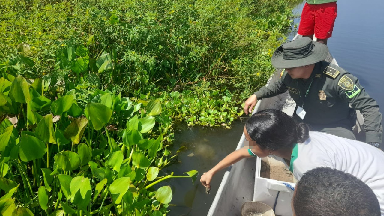 [Video] Niños ayudaron a la Policía a liberar un montón de tortugas