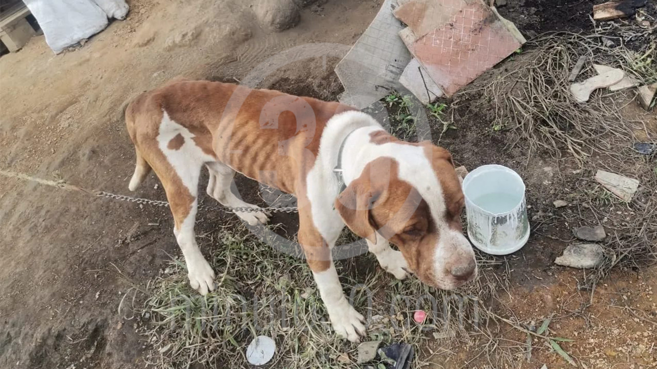 [Video] Desalmados tenían al sol, encadenado y sin comida a un perrito en Rionegro, Antioquia