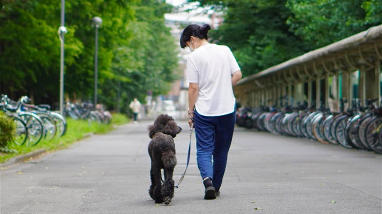 perros alegria