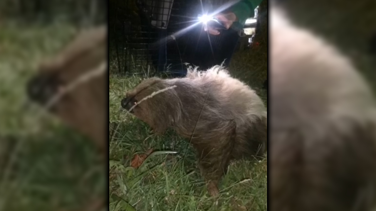¡Lo más tierno! Un oso perezoso y su cría que estaban desorientados en Rionegro fueron los rescataron