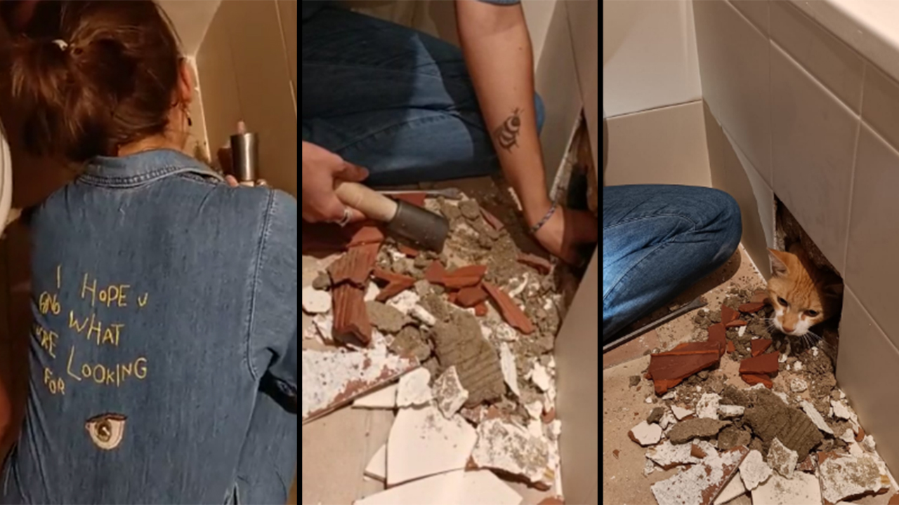 ¡Maulló para que lo sacaran!: Un gato quedó atrapado debajo de bañera tras remodelaciones