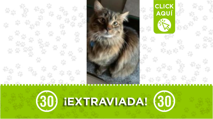 ‘Picasso’ se extravió en el Poblado