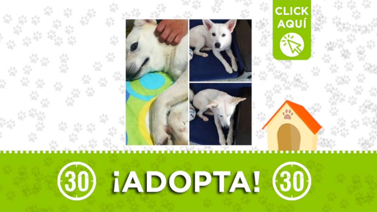 adopta este perrito