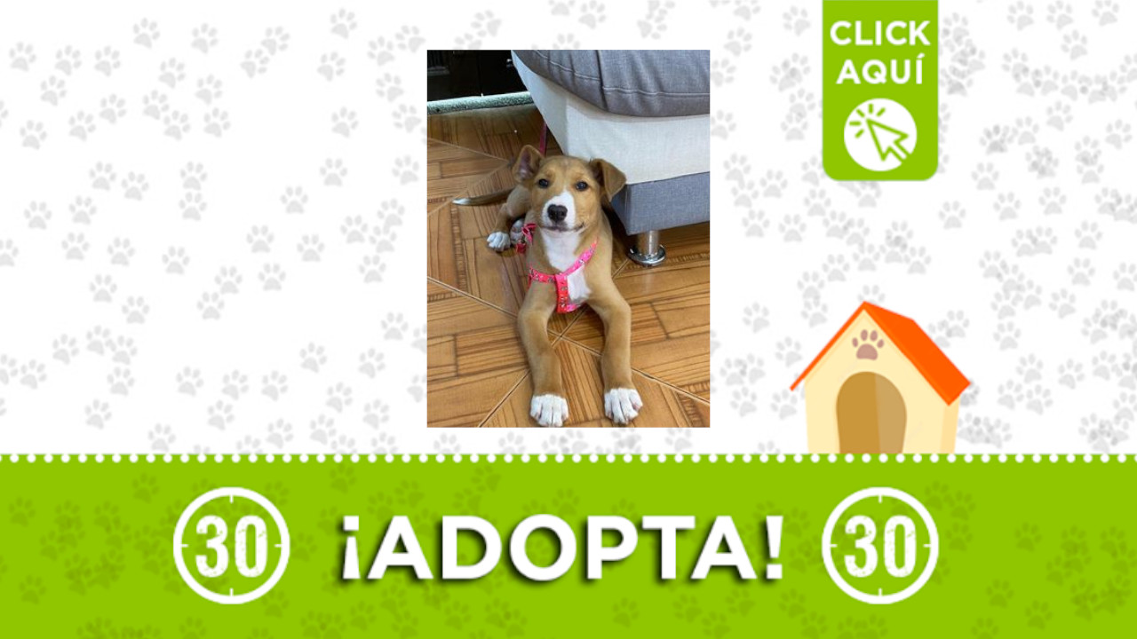 adopta esta perrita