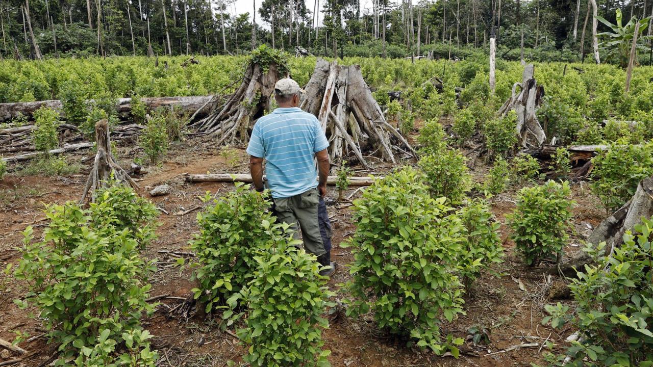 CULTIVO COCA GUAVIARE