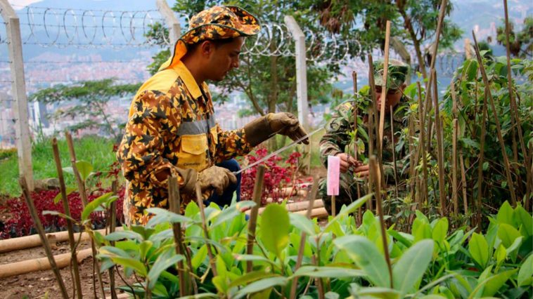 mantenimiento de jardines