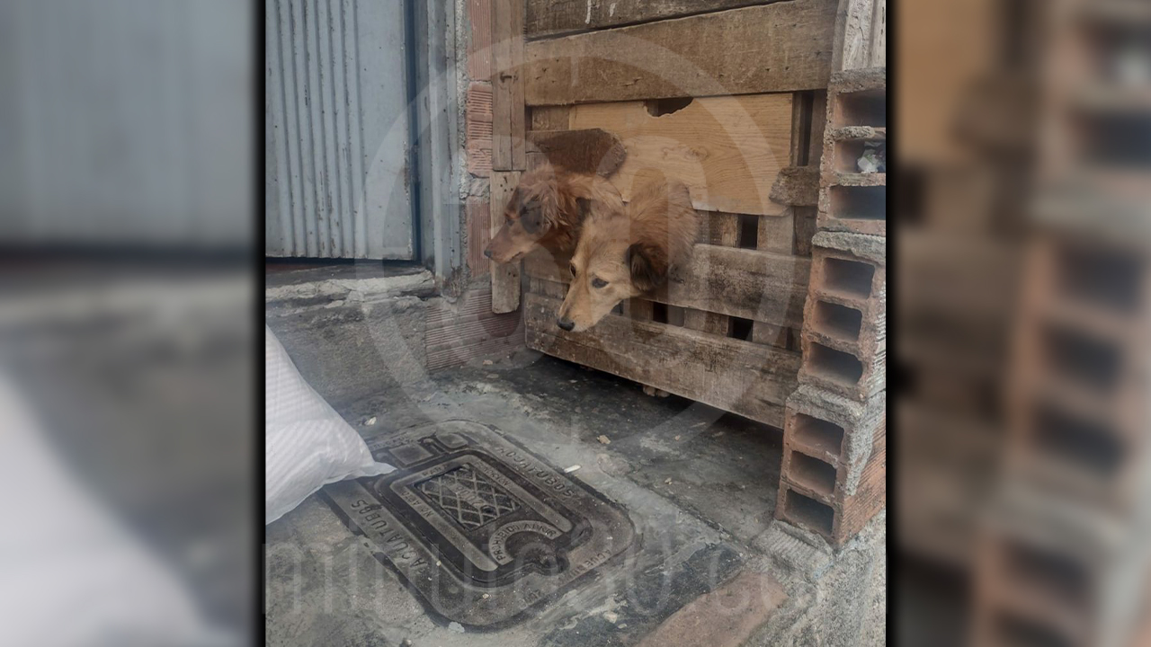 [Fotos] Denuncian que así permanecen unos perritos en Manrique