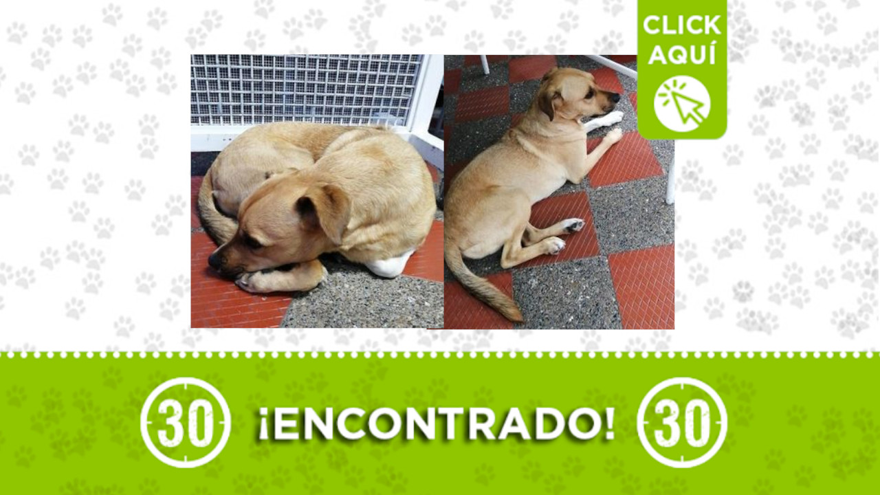 Perrito Encontrado