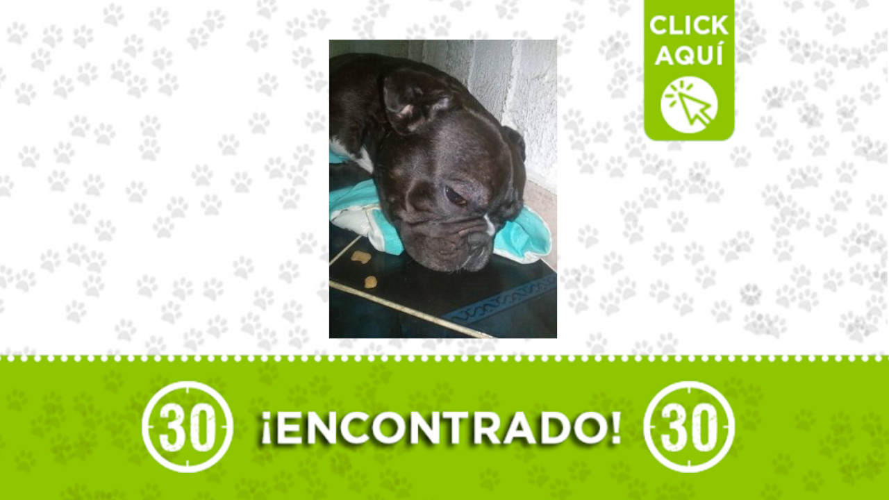 Perrito encontrado