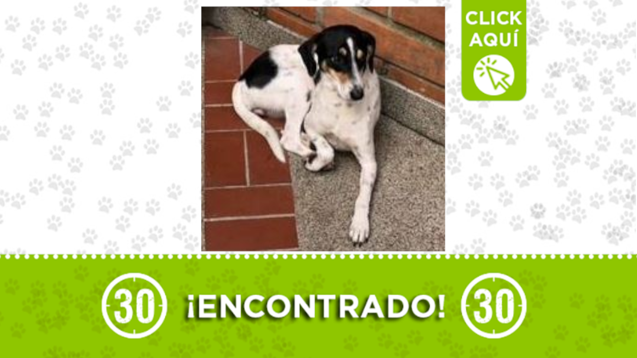 perrita encontrada