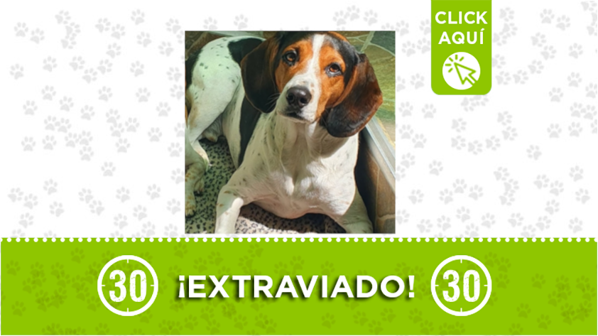 ExtraviadoLucas