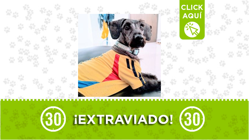 «Toby» se perdió en San Juan con La 65