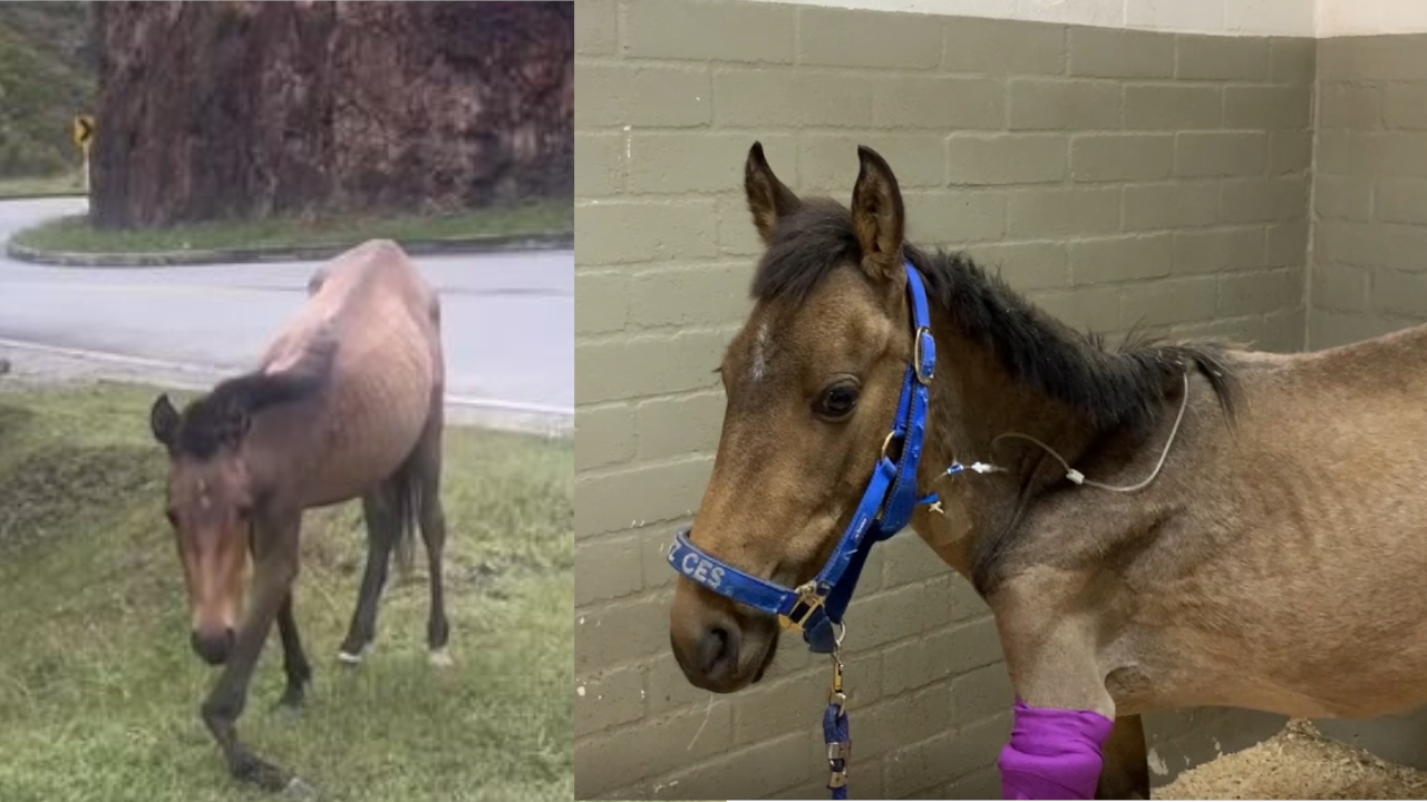 Jhonny Rivera - valentino