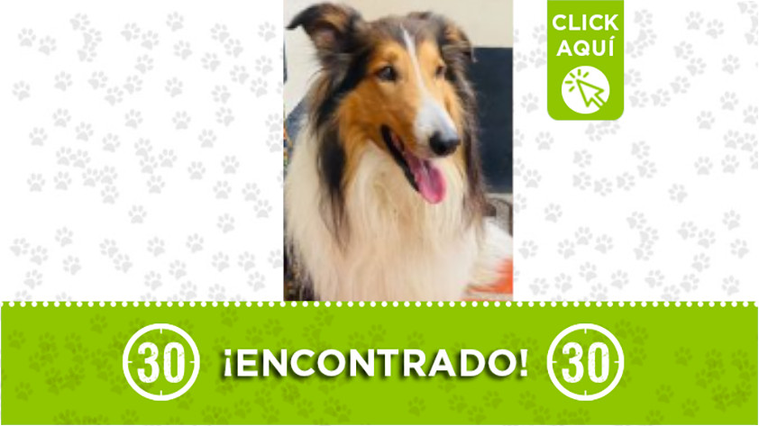 Perrito encontrado en Rionegro