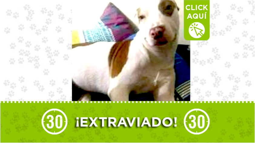 «Danger» se perdió en Bello