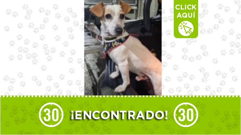 Este perrito fue encontrado en Rionegro