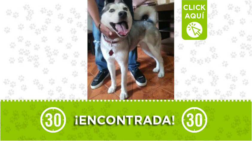 Perrita encontrada por la autopista Medellín - Bogotá