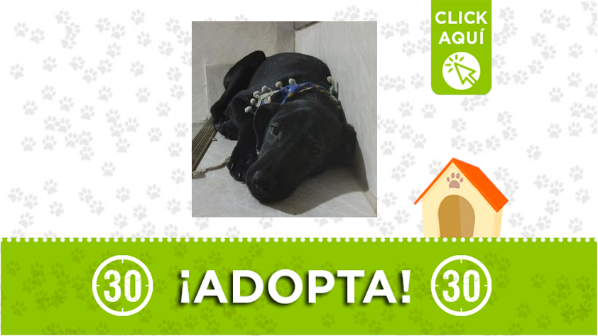 Tiene cinco meses, es muy juguetona, es amorosa y le gustan mucho los niños, es juiciosa y avisa para ir al baño, le gusta hacer amigos pero es tímida, entiende por el nombre Scarlett