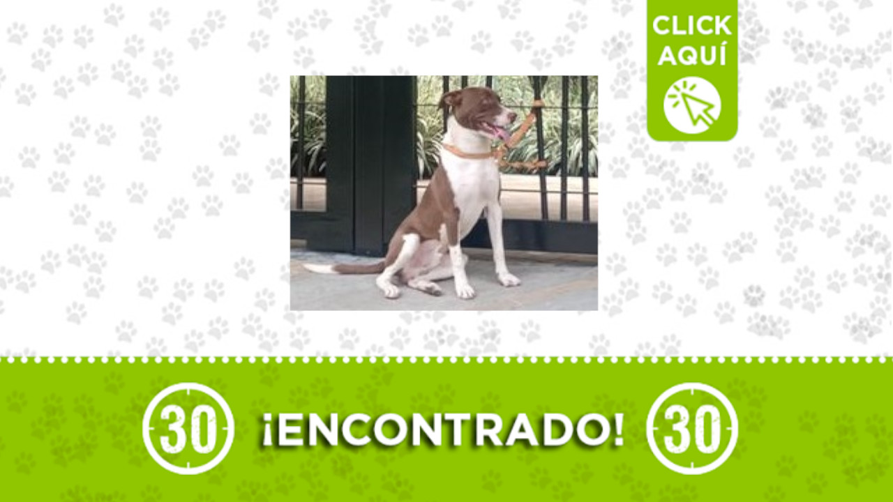 Perrito encontrado