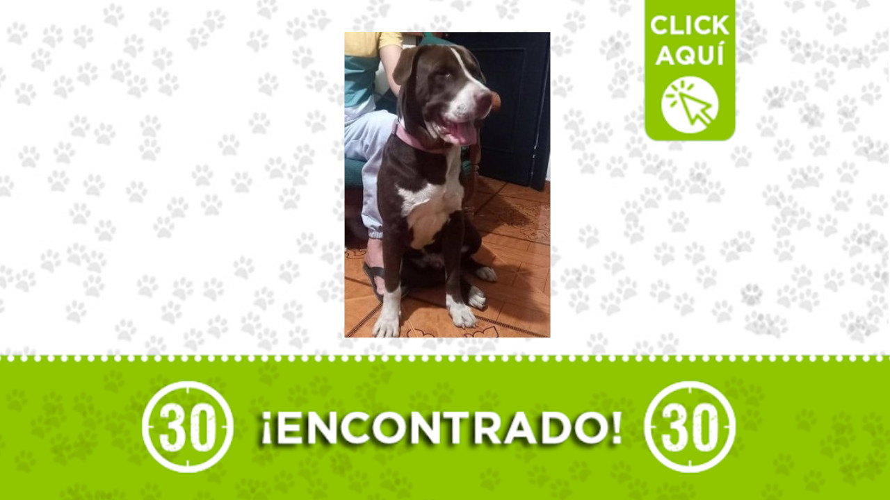 Perrito encontrado