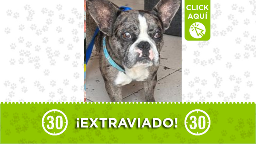 “Zen” se perdió en el parque de Belén