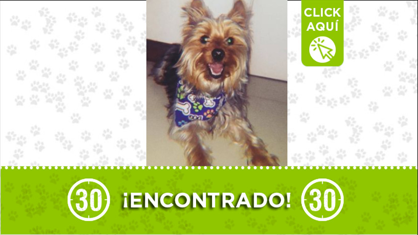 PERRITO ENCONTRADO
