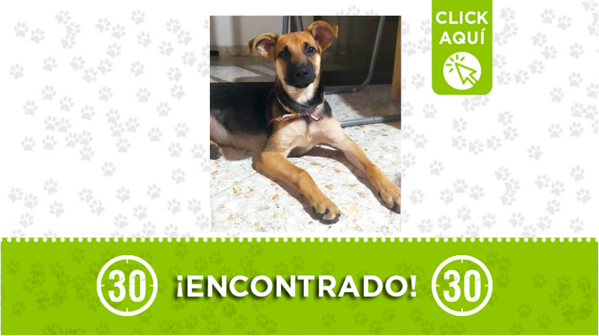 ¿Es suyo? Encontraron este lindo perrito cerca de Santa Lucía