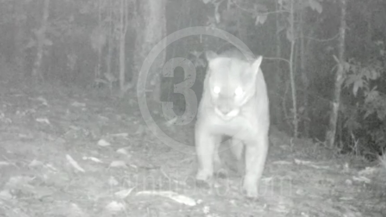 [Video] Grabaron a un imponente puma en Envigado