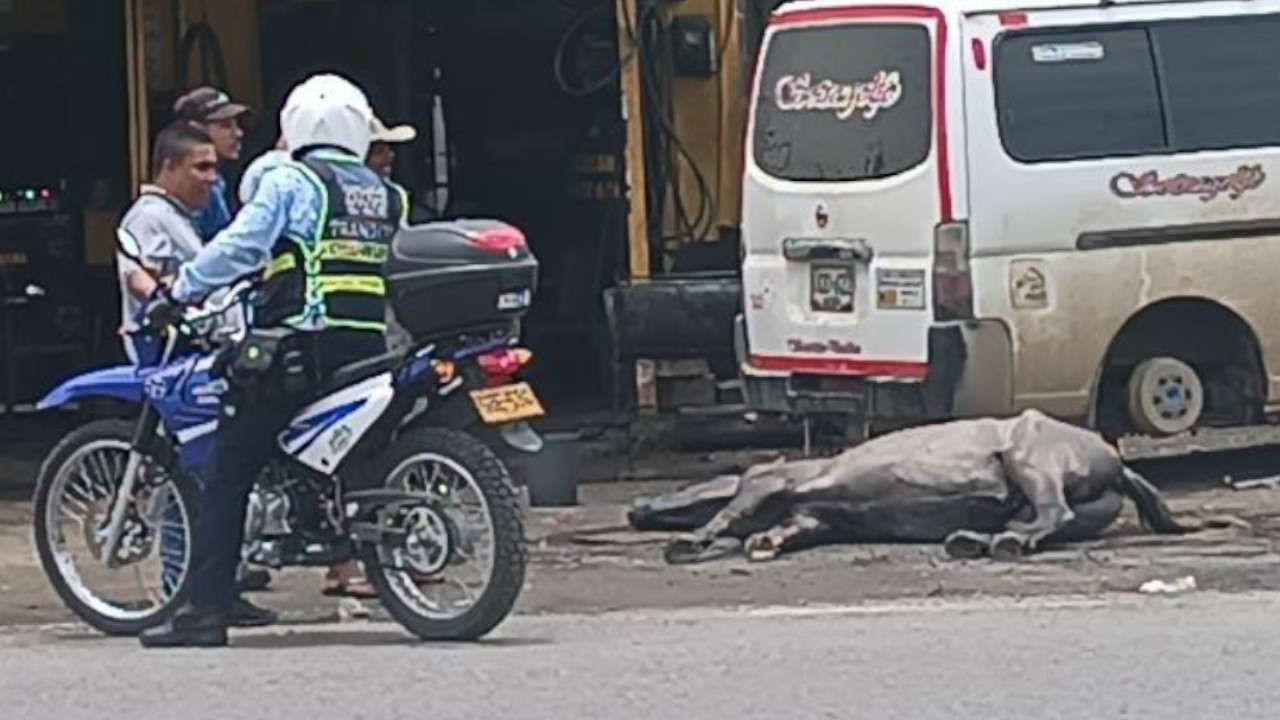 ¡Incalificable!: Caballo murió por trabajo excesivo en Urabá