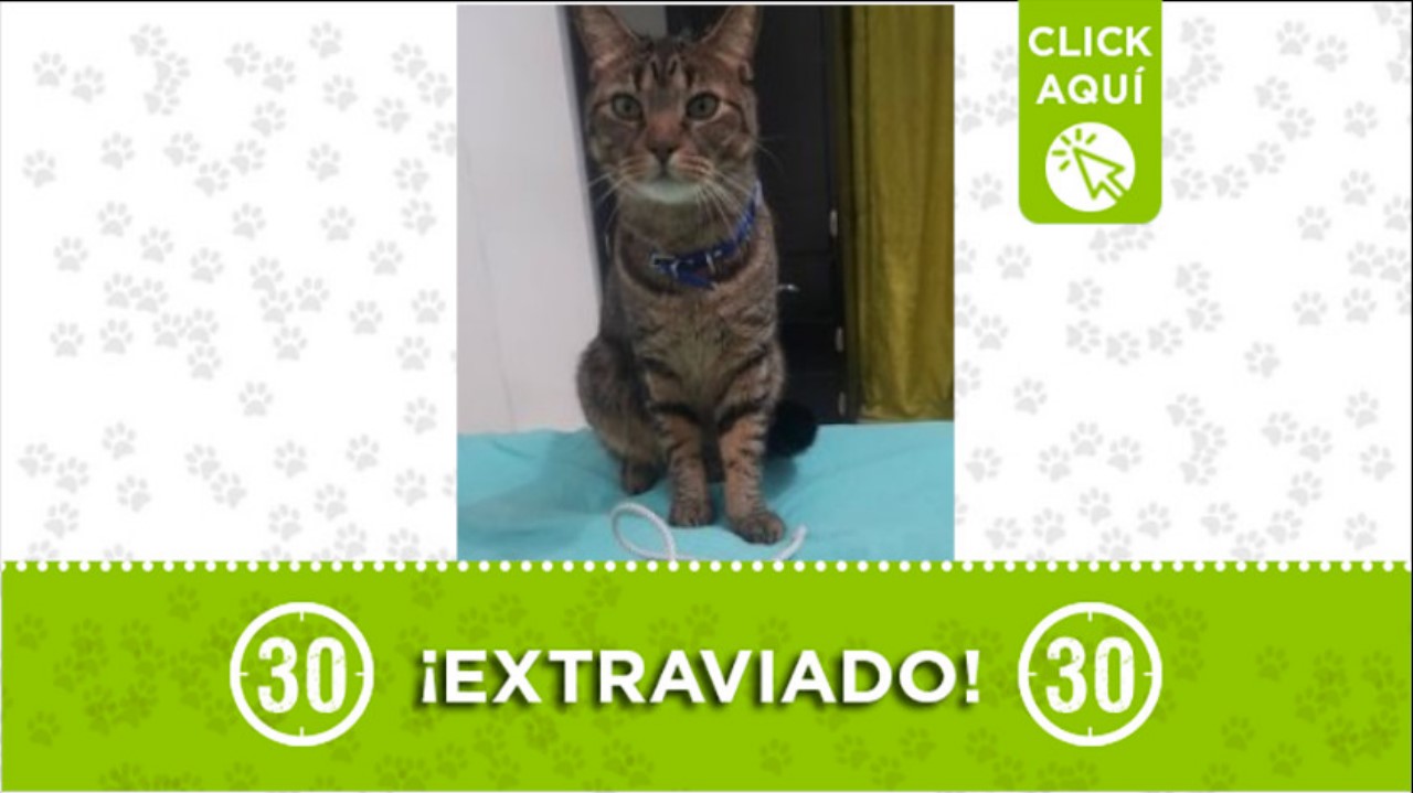 Tommy gato perdido doce octubre
