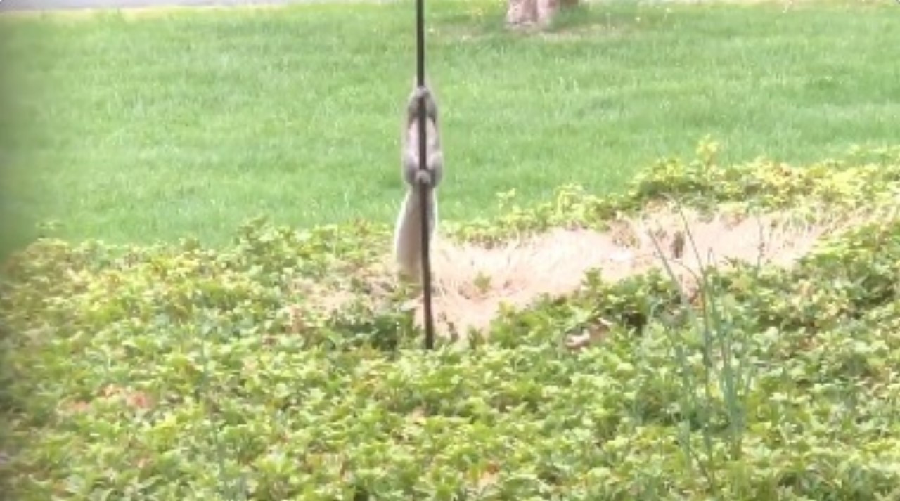 VIDEO. ¿Por ladronas? Le engrasaron el tuvo a ardillas que ‘escalaban’ a comerse el alimento de los pájaros