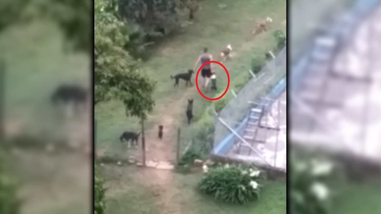 [Video] Reportan que un sujeto maltrata salvajemente a perritos en Medellín