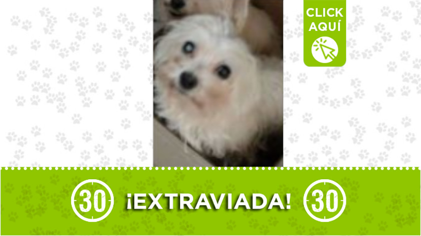 “Zafira” se perdió en Itagüí