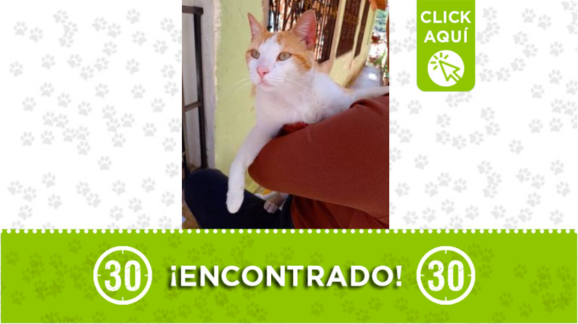 Gatito encontrado en Barrios de Jesús