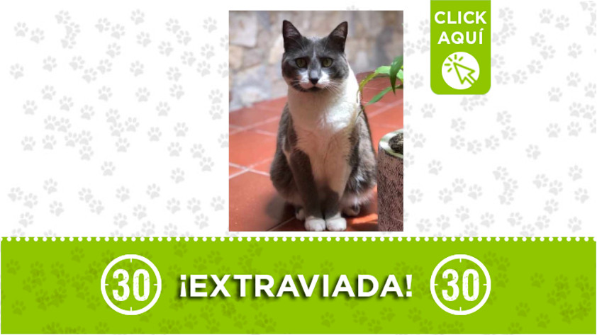 ‘Mia’ se extravió en el barrio La América