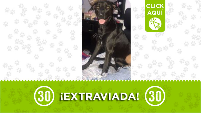 "Dulce" se extravió por la iglesia de La América