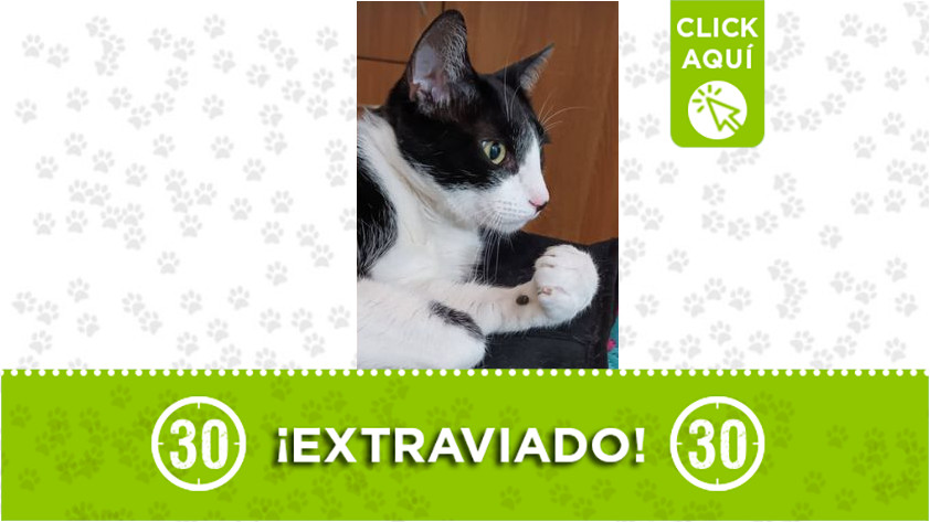 ‘Romeo’ se extravió en kennedy Castilla