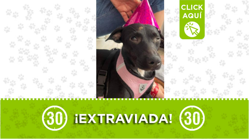 "Asli" se extravió en Niquía Quitasol