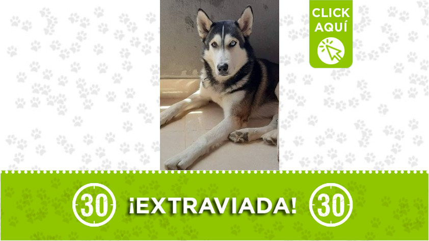 ‘Yeico’ se extravió por Zamora