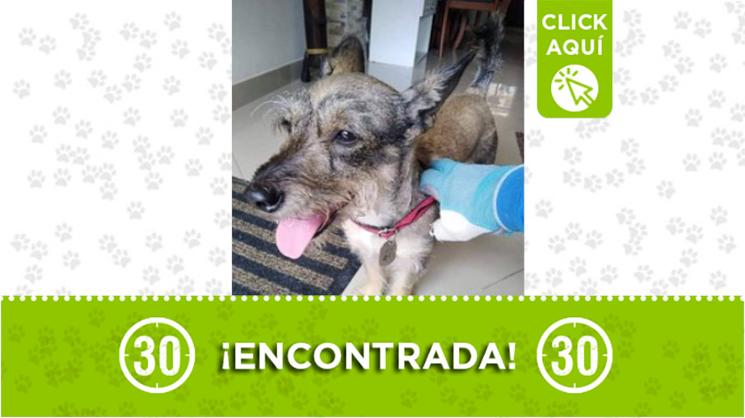 Perrita encontrada en Rodeo Alto