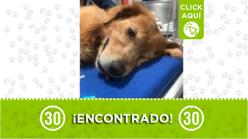 Perrito fue atropellado por un camión por la vía Medellín - San Pedro