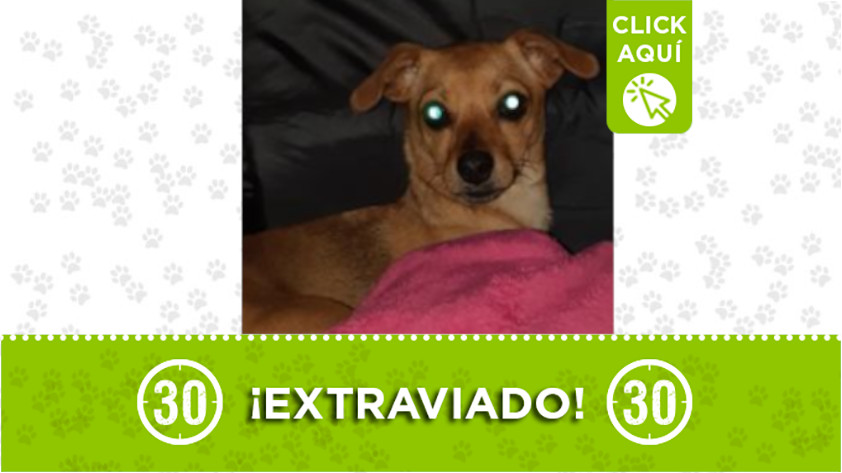 ‘Niño’ se perdió por el barrio Ducado