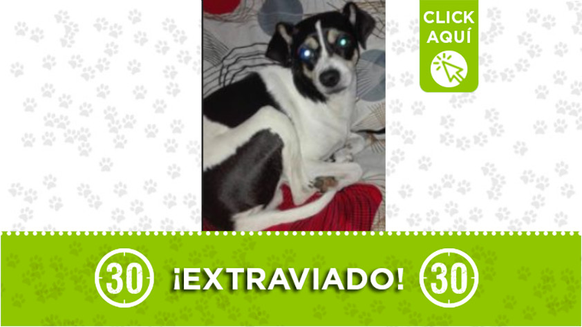 ‘Terry’ se extravió en Campo Valdes